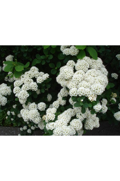 Спірея березолиста Ісланд фото